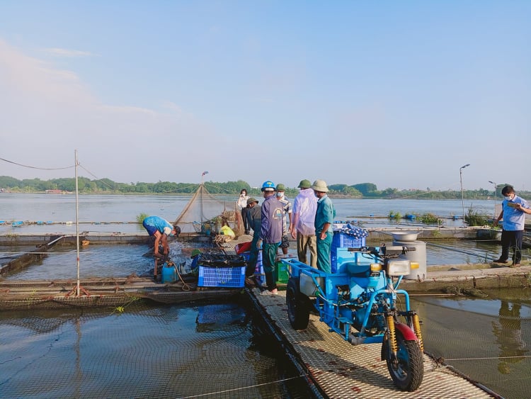 Hải Dương: Giá cá giảm mạnh, giá thức ăn tăng cao, bà con nông dân mong giảm lãi suất ngân hàng - Ảnh 2.