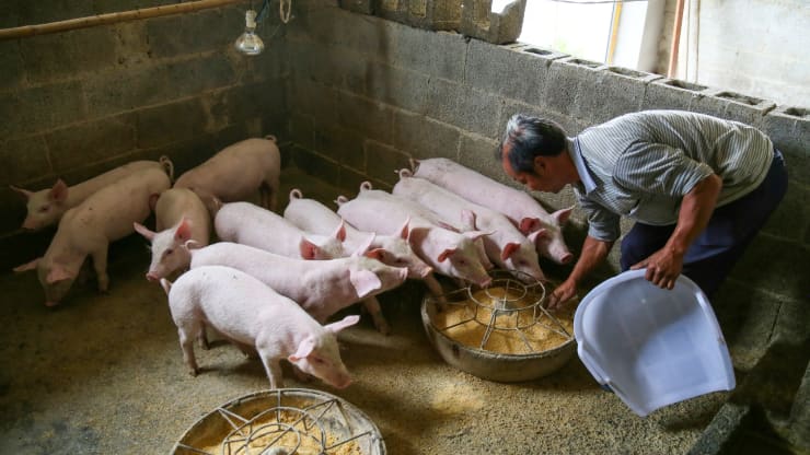 Giá thịt lợn tăng sốc rồi giảm sâu, các nhà sản xuất thịt Trung Quốc ngập trong nợ nần - Ảnh 1.