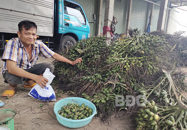 Dịch giã như thế, nhiều nông sản &quot;rớt giá thua đau&quot;, nông dân trồng cau Bình Định lại thắng lớn - Ảnh 1.