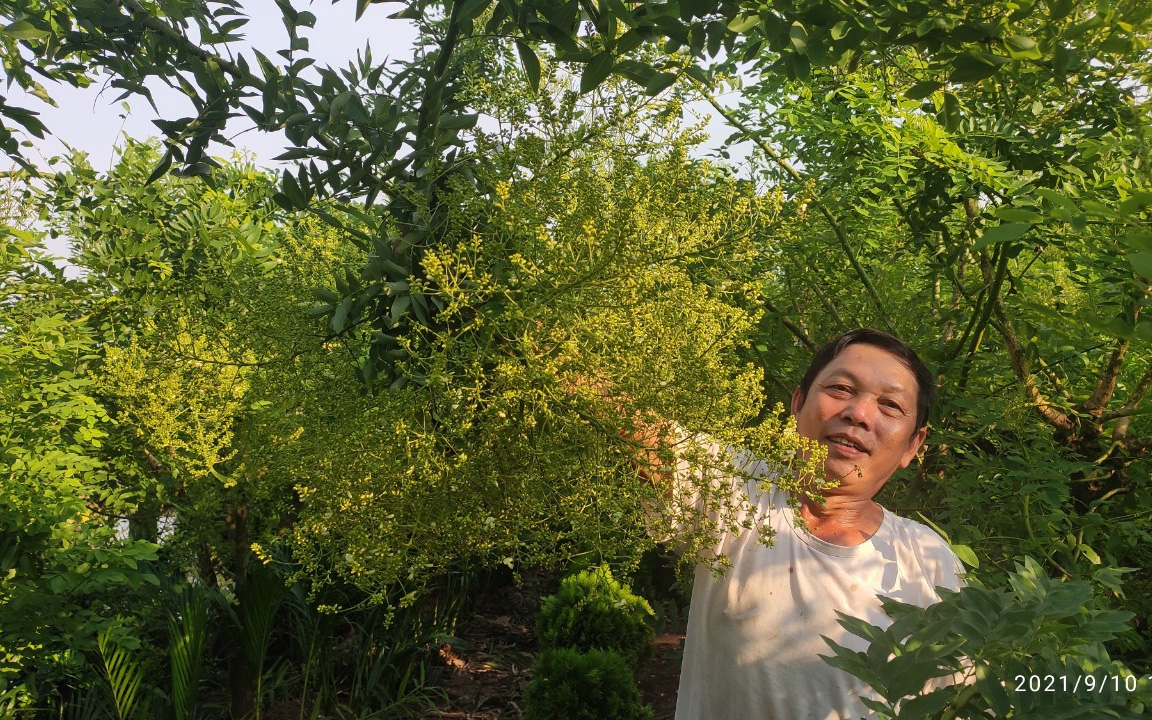 Thái Bình: Trồng thứ cây tốt um ít phải chăm, gặp năm hoa giá cao, nông dân ở đây mừng như trúng số.
