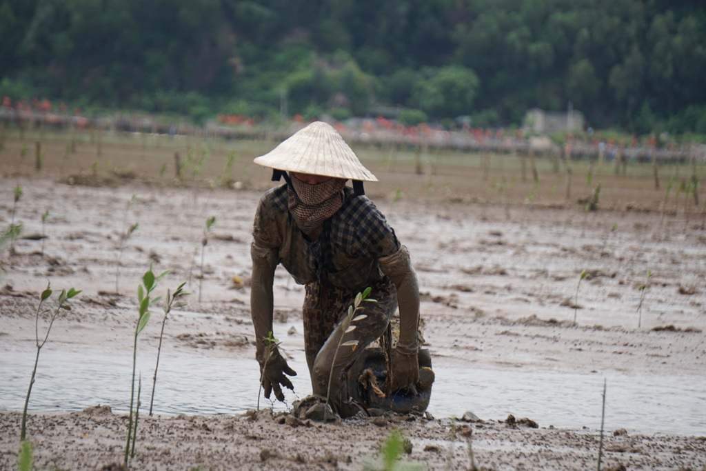 Khều là con đặc sản gì mà cứ chớm thu, người dân Hậu Lộc lại rủ nhau đi săn ở ven rừng ngập mặn? - Ảnh 1.