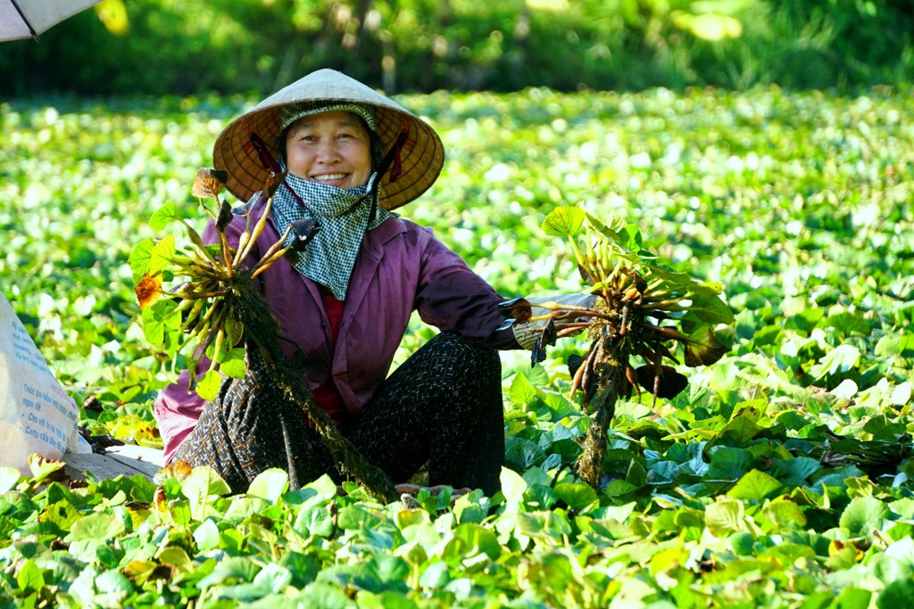 Thanh Hóa: Kiếm vài chục triệu đồng mỗi vụ nhờ thứ củ kỳ lạ, nhìn xa có hình thù giống... đầu trâu - Ảnh 3.