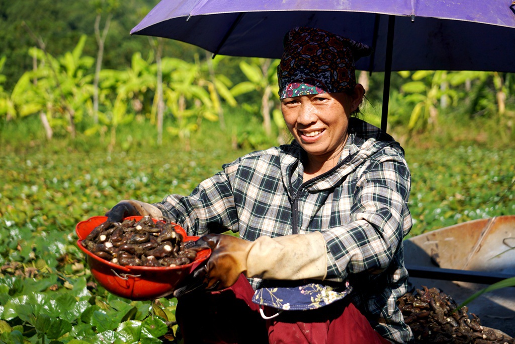 Thanh Hóa: Kiếm vài chục triệu đồng mỗi vụ nhờ thứ củ kỳ lạ, nhìn xa có hình thù giống... đầu trâu - Ảnh 8.