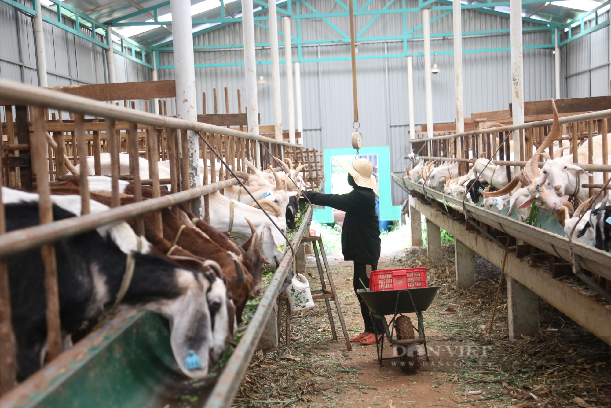 Đắk Lắk: Bỏ phố về quê nuôi con tai dài lấy sữa, thu gần 1 tỷ đồng/năm - Ảnh 5.