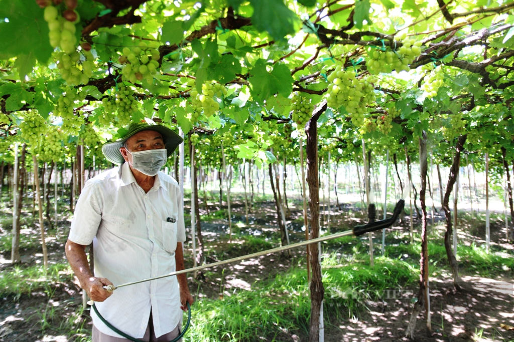 Lão nông Ba Mọi với thương hiệu nho sạch nức tiếng trong và ngoài nước - Ảnh 3.