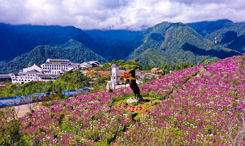 Tháng 9, Sa Pa đẹp nao lòng, ruộng bậc thang chuyển màu kỳ diệu, những triền hoa rực rỡ sắc màu - Ảnh 4.