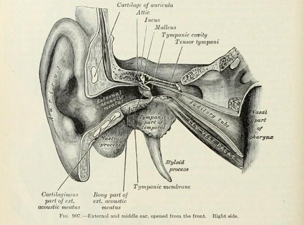 Napoleon đã dạy cậu con câm điếc trở thành người thành đạt ra sao? - Ảnh 2.