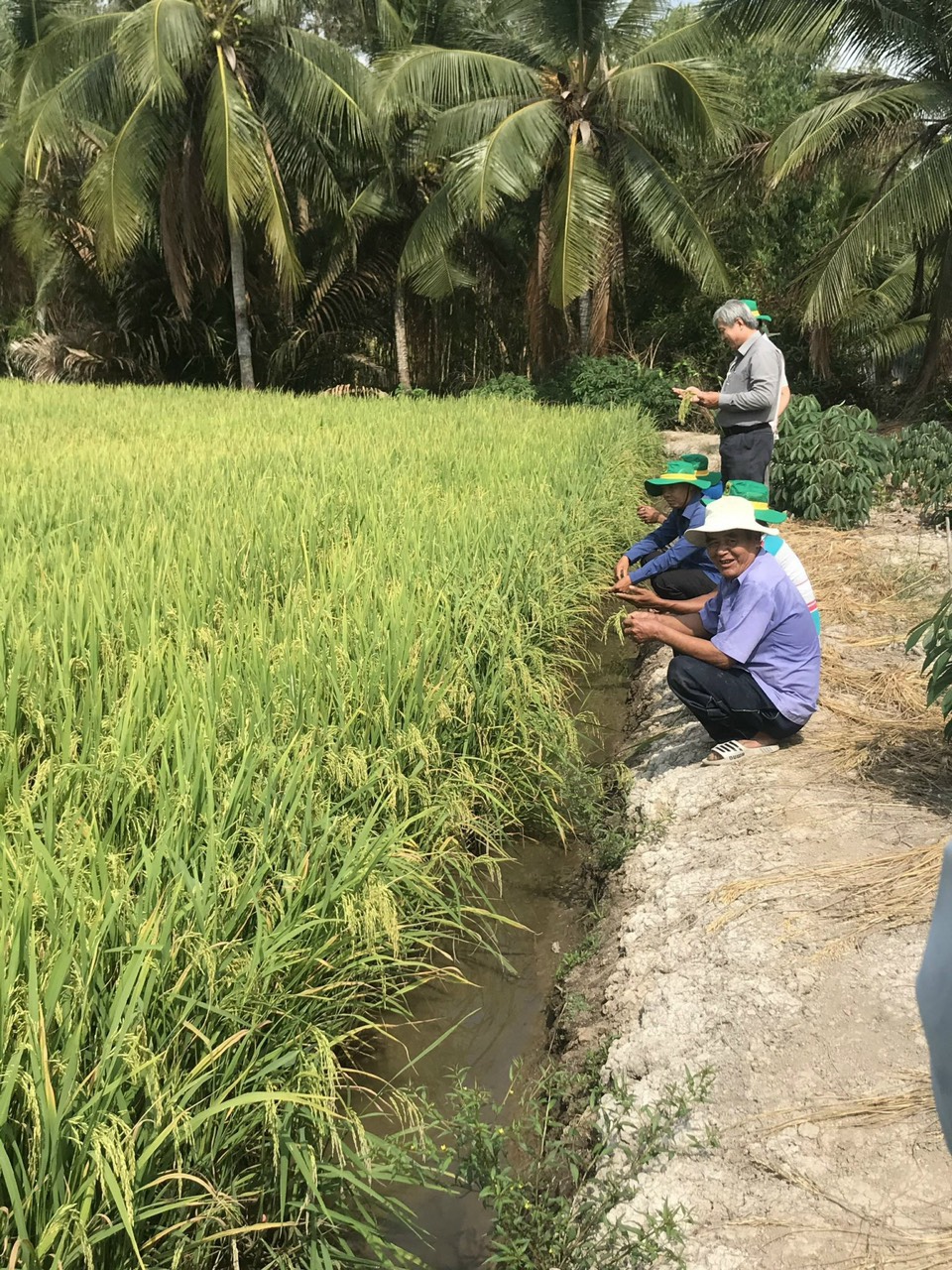 PHÂN BÓN BÌNH ĐIỀN THAM GIA XÂY DỰNG MÔ HÌNH GIẢM LƯỢNG GIỐNG, CANH TÁC LÚA THÔNG MINH - Ảnh 4.