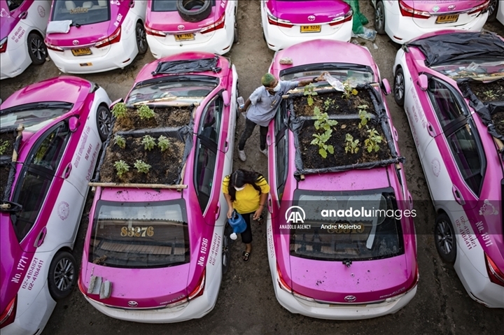 Thái Lan: Ế ẩm vì COVID-19, hàng trăm taxi biến thành nơi trồng rau - Ảnh 3.