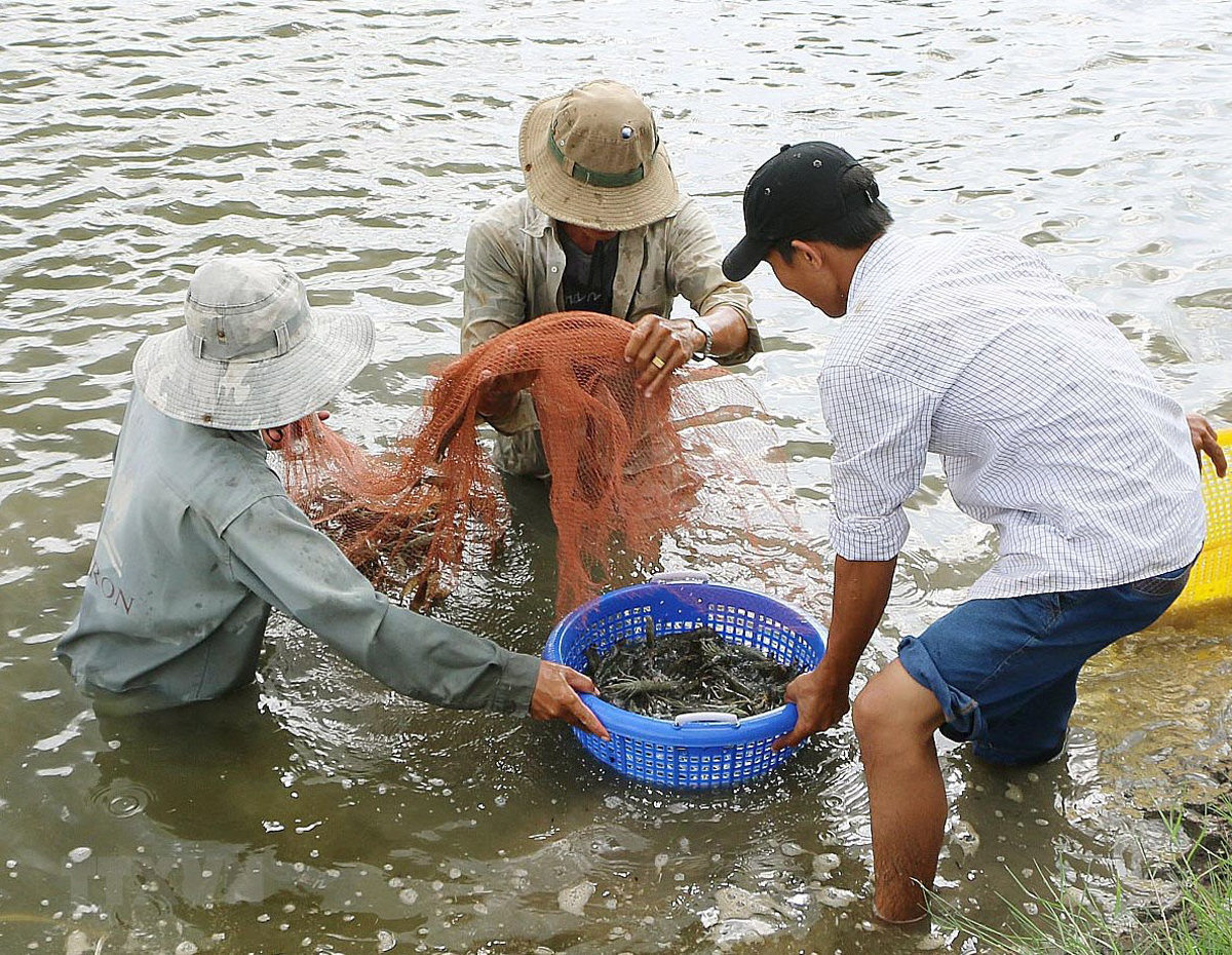 Hàng loạt doanh nghiệp thủy sản &quot;kêu cứu&quot; vì đại dịch - Ảnh 3.