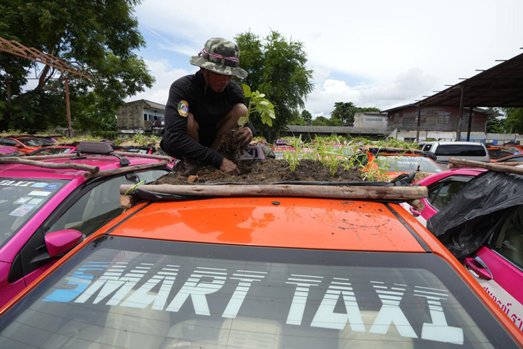 Biến &quot;nghĩa địa&quot; taxi thành vườn rau độc đáo ở Thái Lan - Ảnh 4.