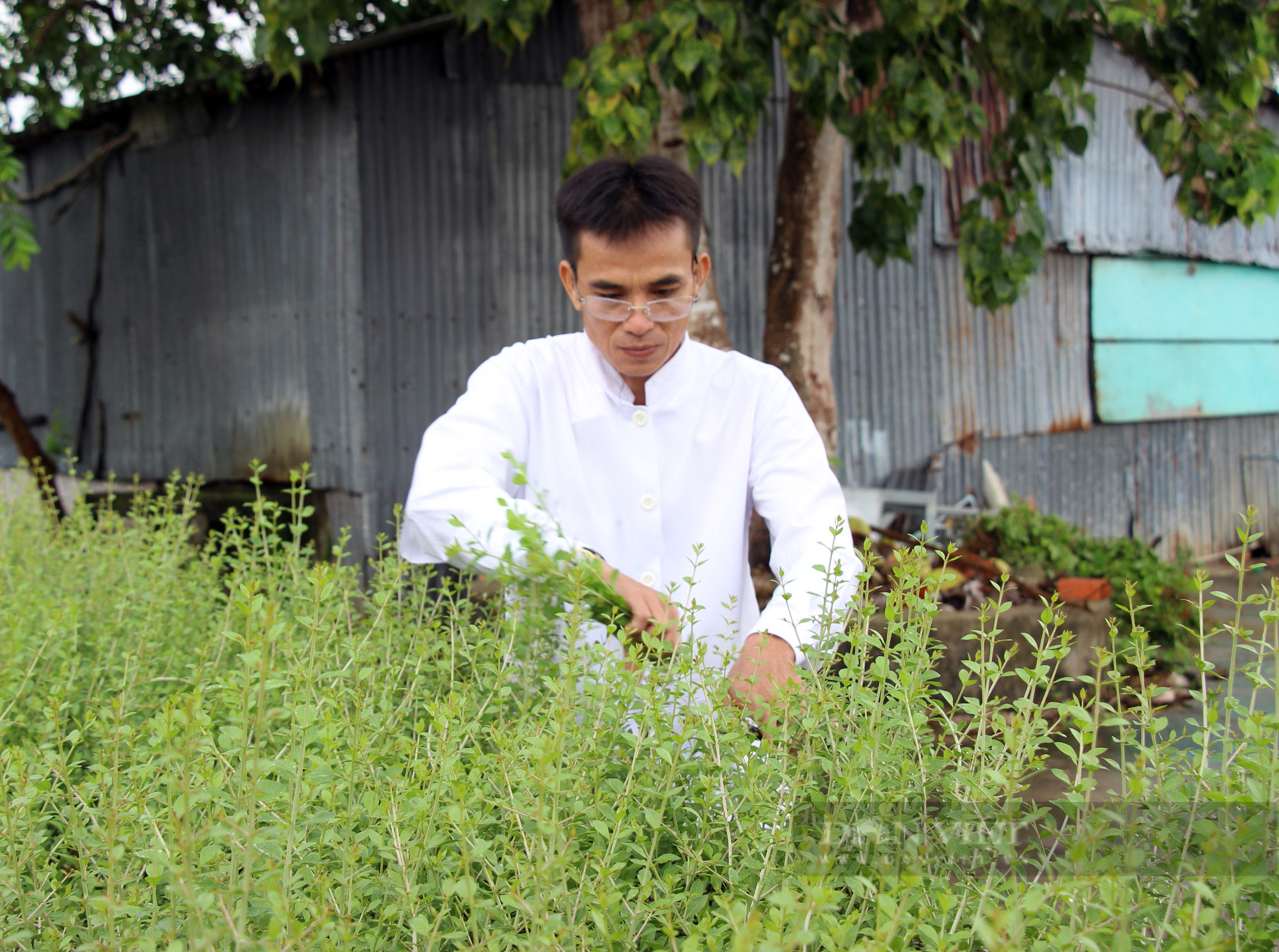 Lương y sáng tạo hàng rào thuốc nam, vừa làm đẹp đường nông thôn vừa tạo nguồn dược liệu - Ảnh 5.