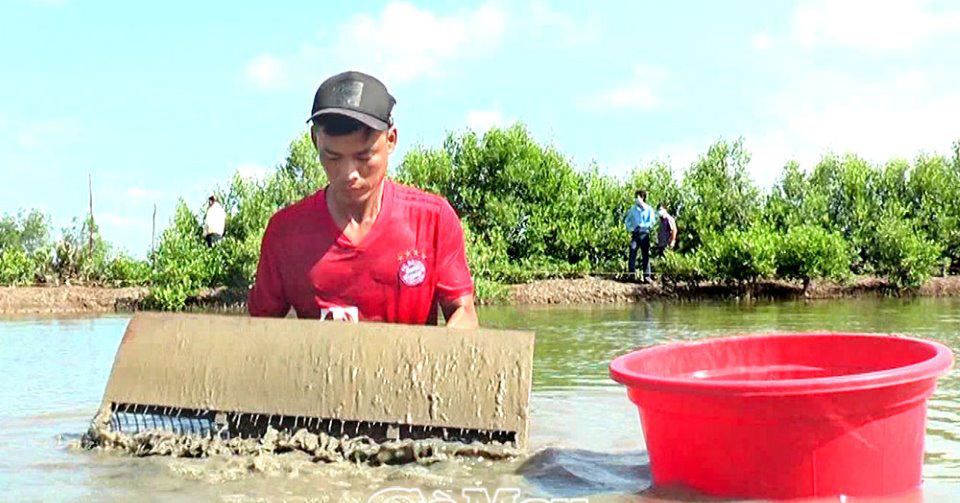 Nuôi sò huyết dày đặc trong ao, gặp "giặc" Covid-19 dân Cà Mau lao đao vì giá rẻ vẫn không bán được