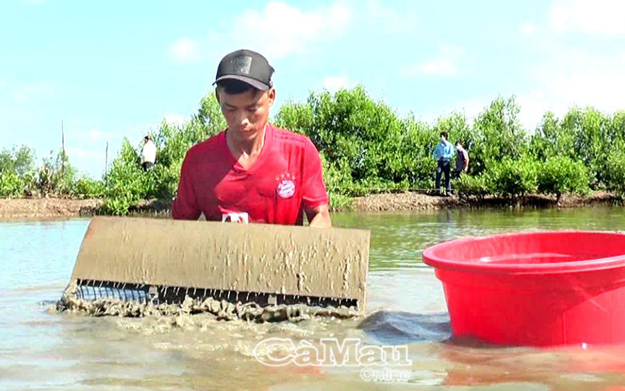 Cà Mau: Nuôi sò huyết ngon, ăn bổ dưỡng, nhưng gặp dịch Covid-19 giá giảm lắm rồi vẫn không bán được