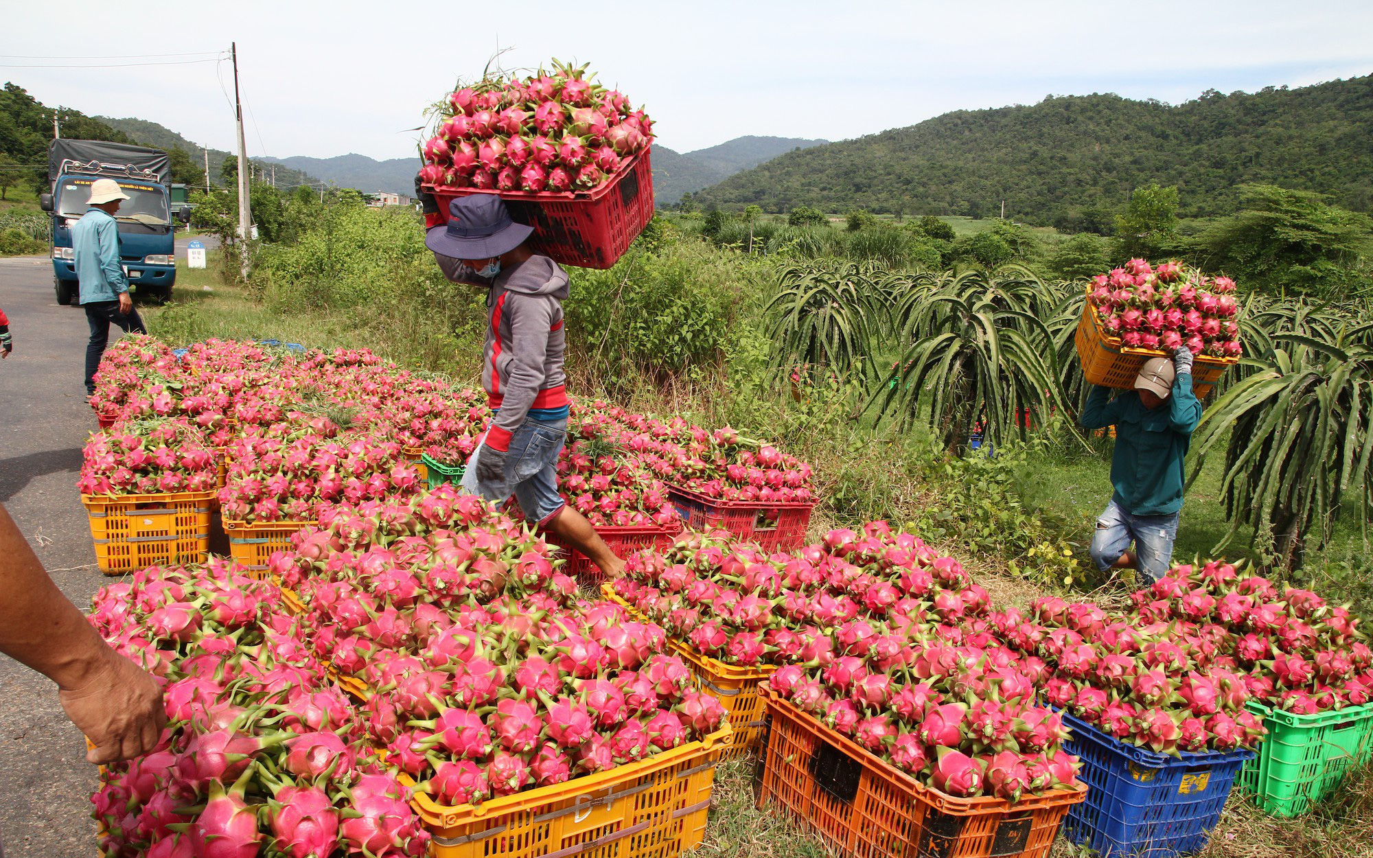 Thực hư thông tin thanh long Bình Thuận có SARS-CoV-2? - Ảnh 1.