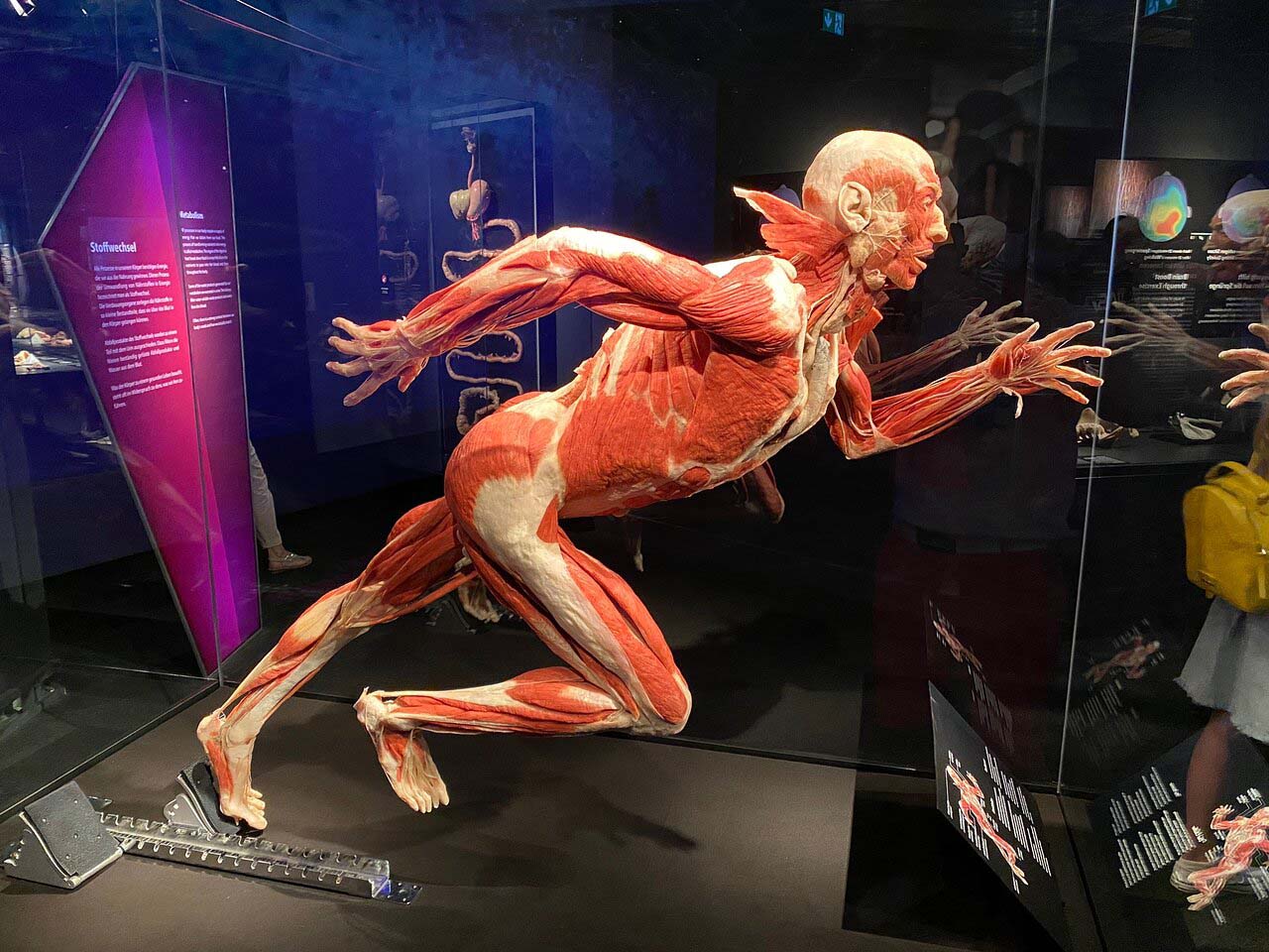 Choáng váng với cơ thể người phơi lồ lộ tại bảo tàng Đức - Ảnh 2.