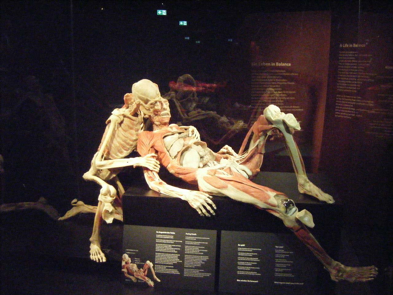 Choáng váng với cơ thể người phơi lồ lộ tại bảo tàng Đức - Ảnh 3.