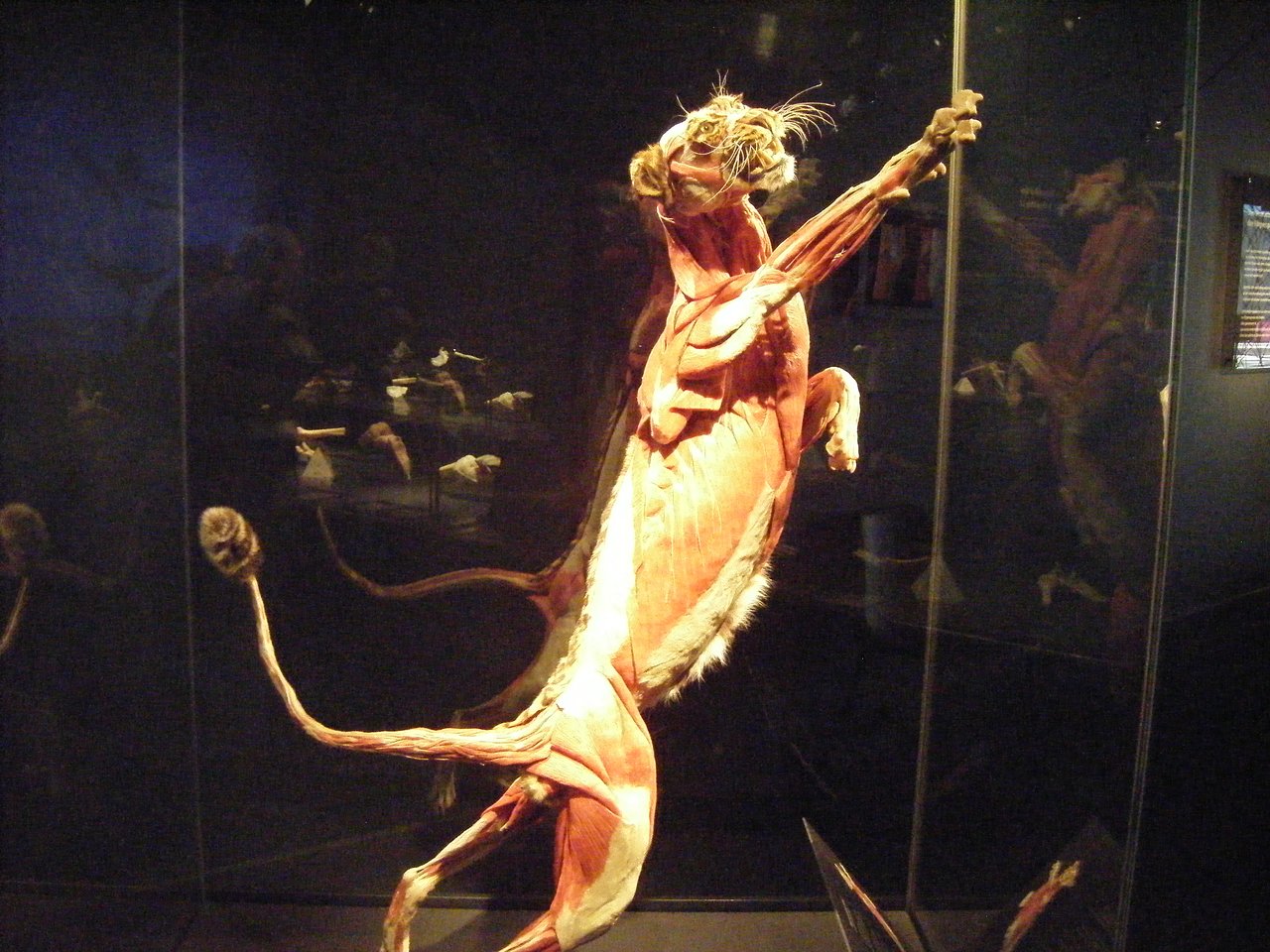 Choáng váng với cơ thể người phơi lồ lộ tại bảo tàng Đức - Ảnh 4.