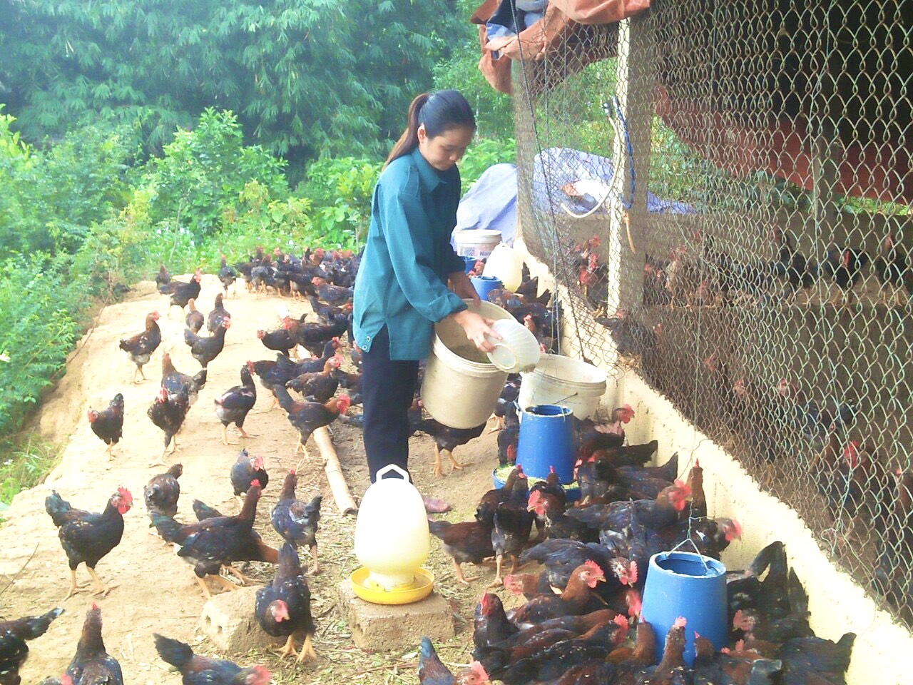 Quảng Bình: Nông dân miền núi Minh Hóa thoát nghèo nhờ vay vốn nuôi gà, nuôi lợn rừng - Ảnh 2.