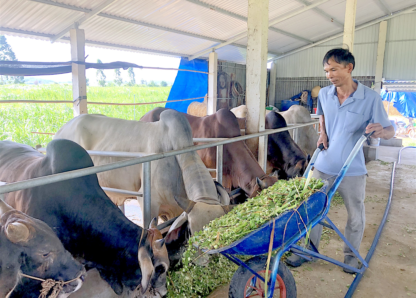 Gia Lai: Một ông nông dân nuôi bò vỗ béo nhốt chuồng, có nhiều giống bò lạ, nhiều người đòi đến xem - Ảnh 1.