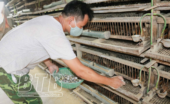 Thái Bình: Nuôi loài chim chỉ có ăn với đẻ, nhặt trứng mỏi tay, ngày nào cũng có tiền - Ảnh 1.