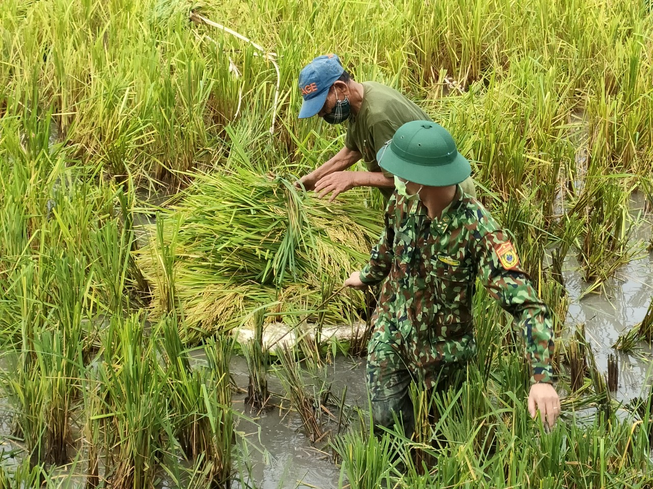 Nghệ An: Bộ đội Biên phòng vừa trực chốt chống dịch, vừa hỗ trợ người dân gặt lúa  - Ảnh 3.