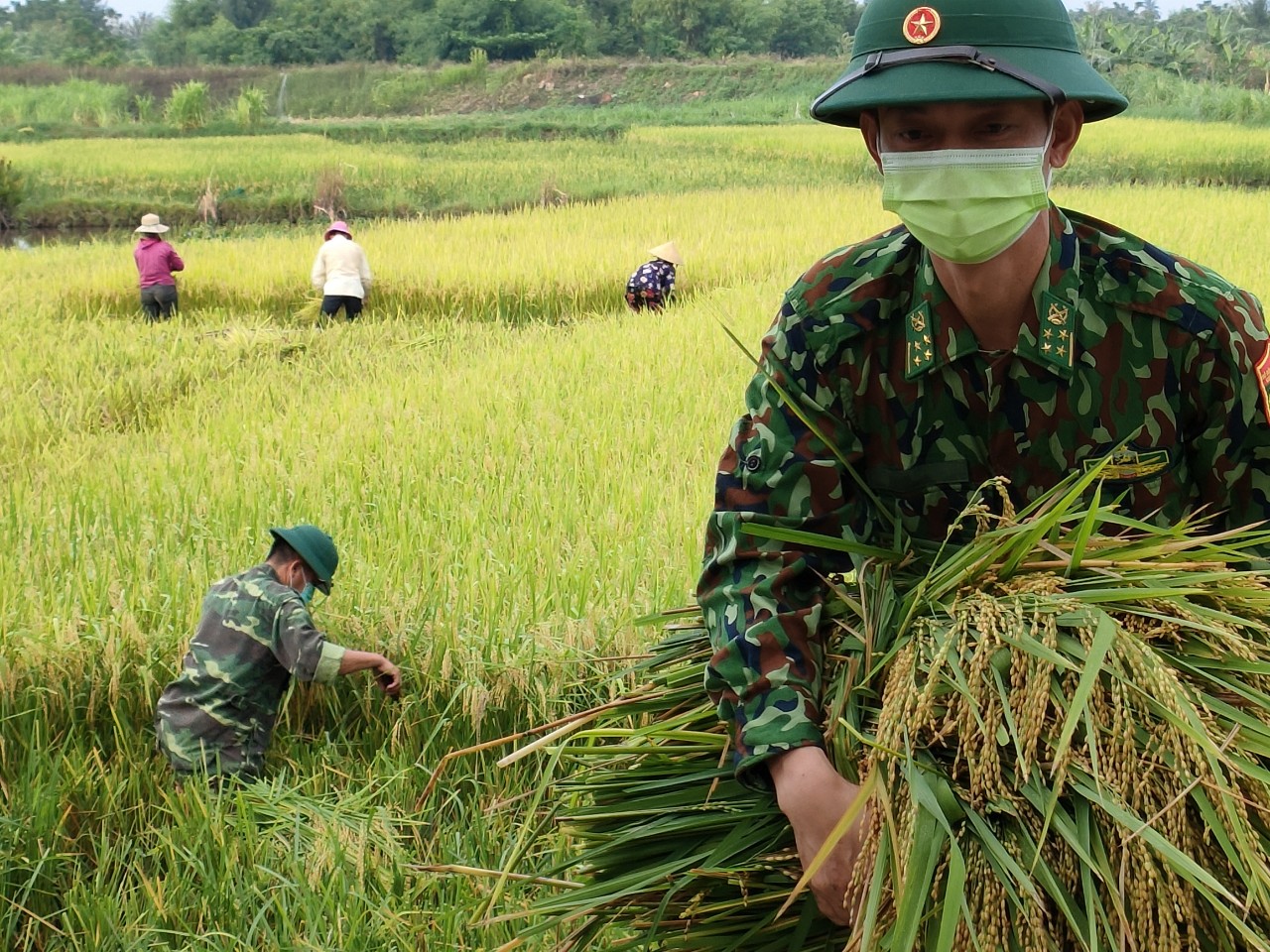 Nghệ An: Bộ đội Biên phòng vừa trực chốt chống dịch, vừa hỗ trợ người dân gặt lúa  - Ảnh 5.