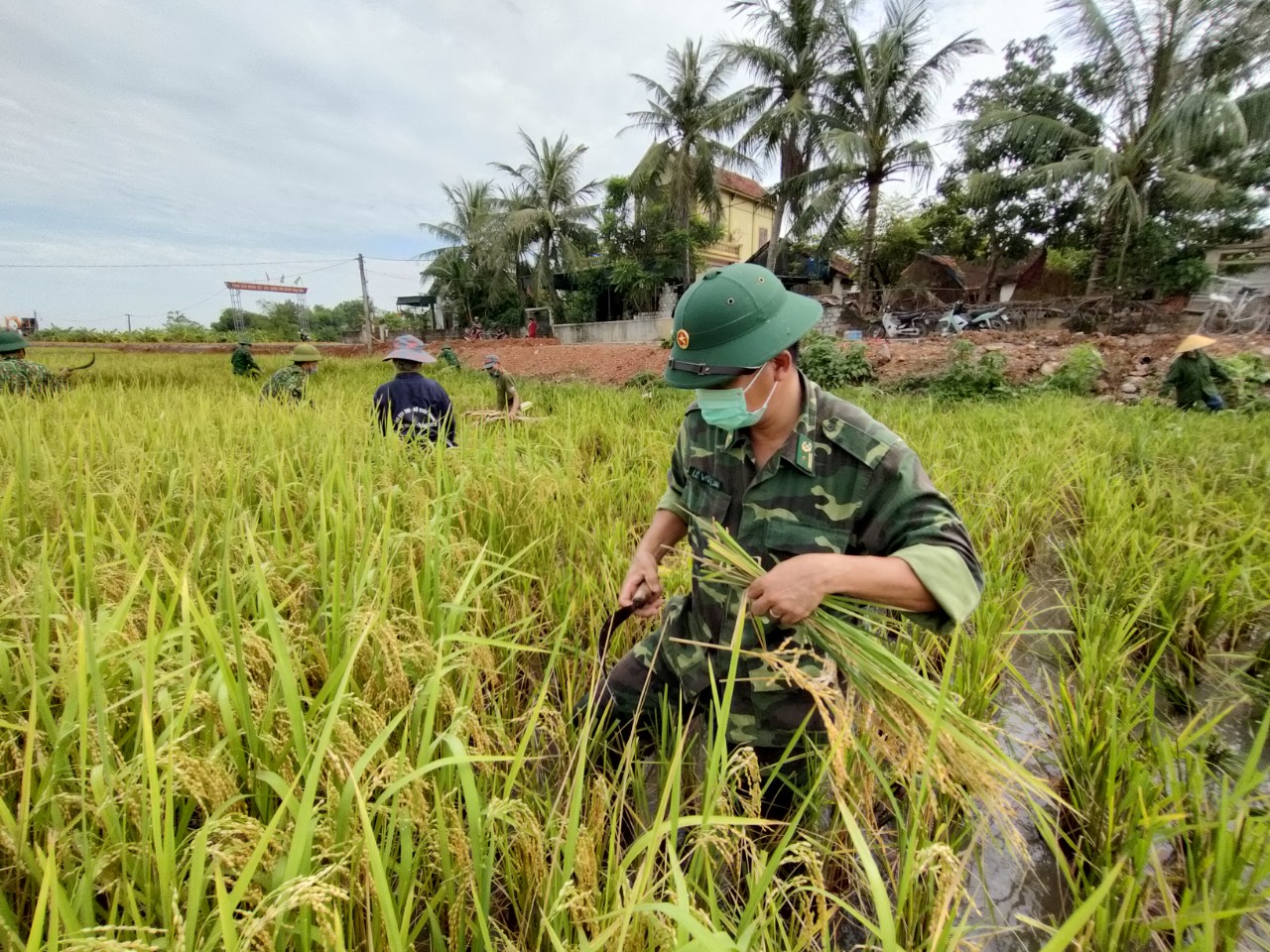 Nghệ An: Bộ đội Biên phòng vừa trực chốt chống dịch, vừa hỗ trợ người dân gặt lúa  - Ảnh 4.