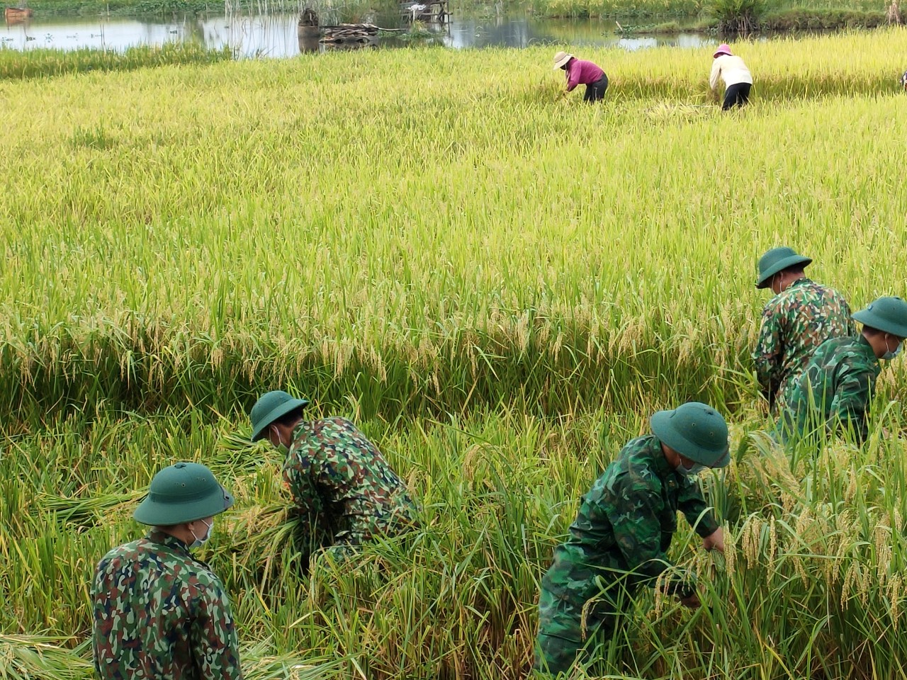 Nghệ An: Bộ đội Biên phòng vừa trực chốt chống dịch, vừa hỗ trợ người dân gặt lúa  - Ảnh 2.