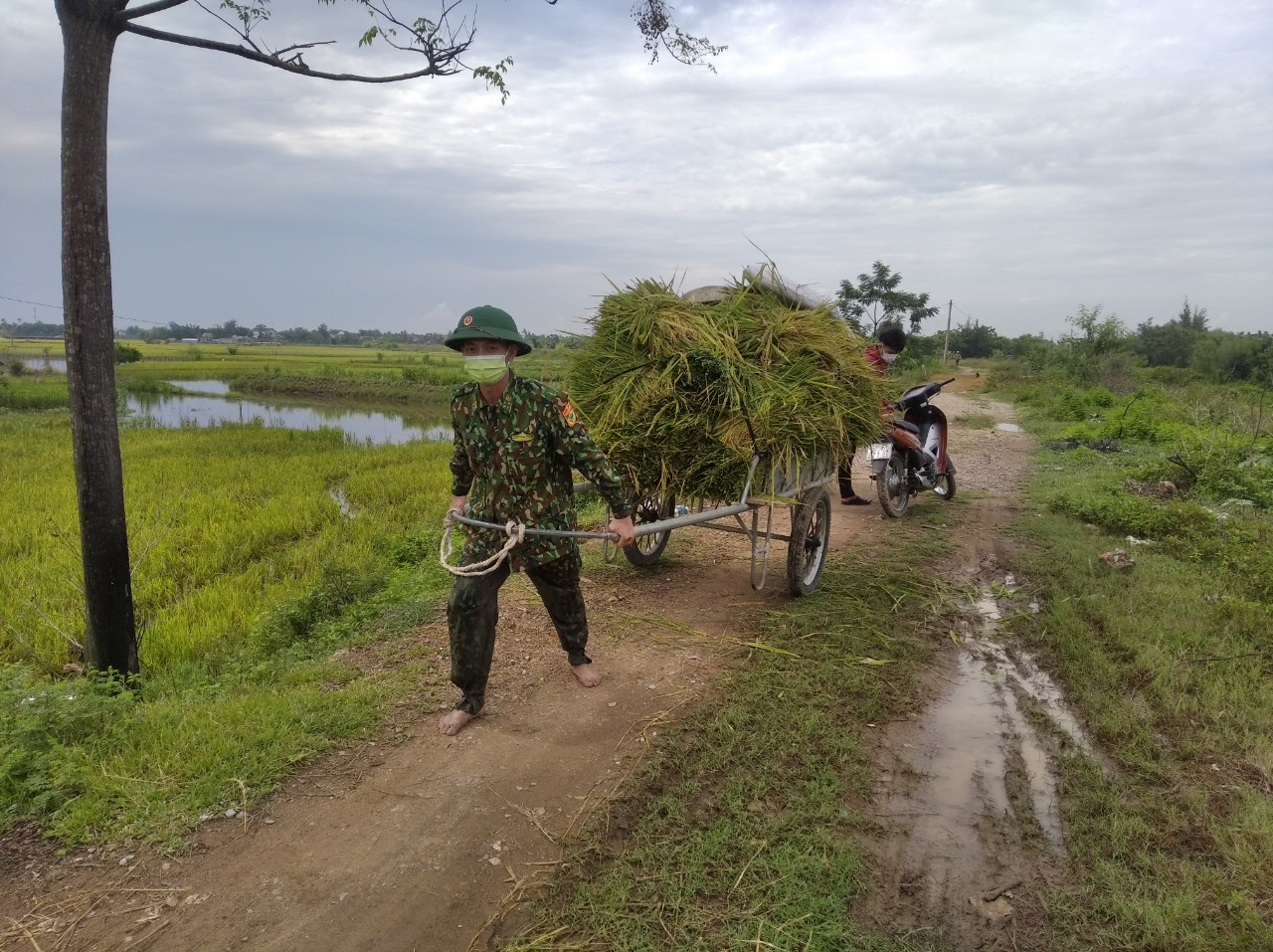 Nghệ An: Bộ đội Biên phòng vừa trực chốt chống dịch, vừa hỗ trợ người dân gặt lúa  - Ảnh 6.