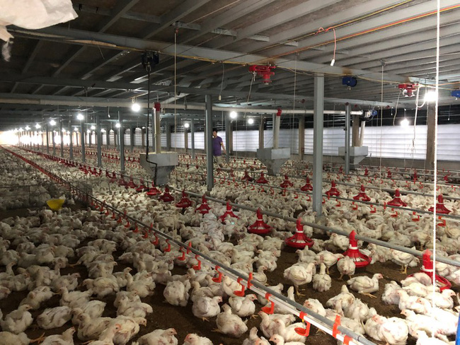 Giá gà công nghiệp ở Đông Nam Bộ, ĐBSCL tăng trở lại nhưng người chăn nuôi vẫn thua lỗ, doanh nghiệp &quot;đau đầu&quot;? - Ảnh 2.