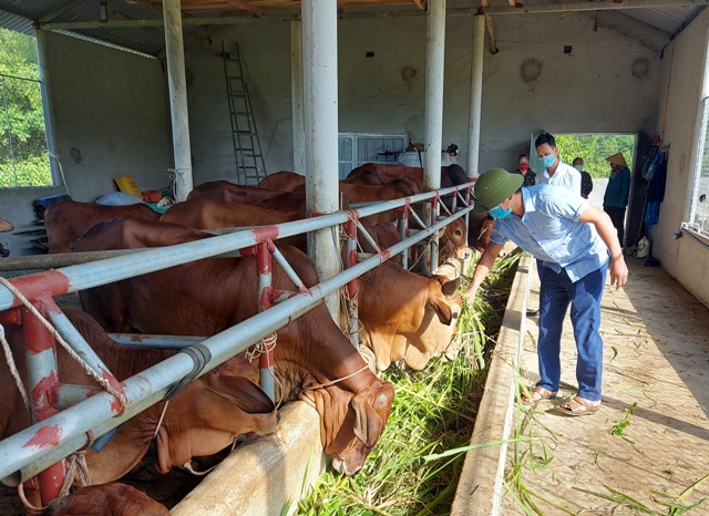 Hà Tĩnh: Chi hội trưởng 8X là triệu phú nông dân, có biệt tài nuôi bò vỗ béo giúp bà con thôn xóm làm giàu - Ảnh 1.