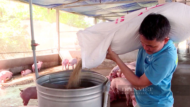 Giá lợn hơi giảm sâu trong khi giá thành sản xuất tăng &quot;nóng&quot;, người chăn nuôi thua lỗ nặng - Ảnh 2.