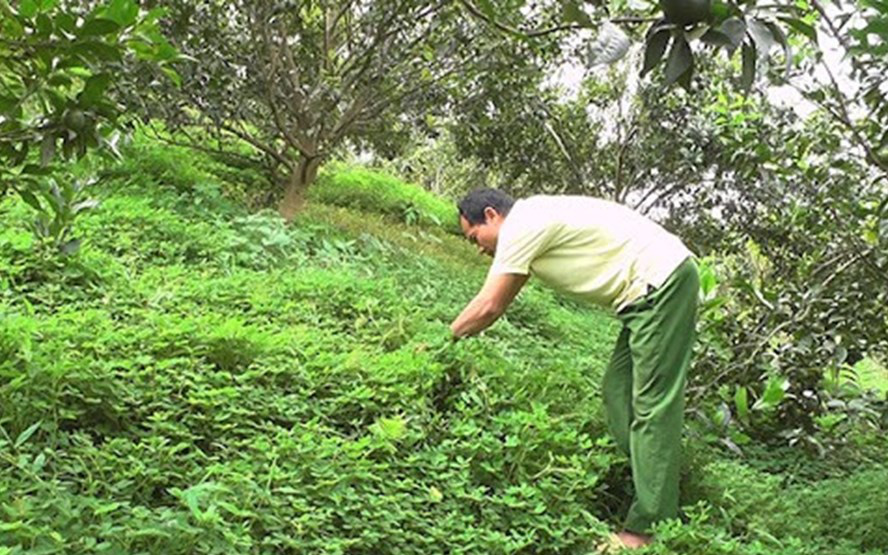 Tuyên Quang: Nông dân ở vùng đất trù phú này &quot;nuôi&quot; thứ cỏ dại Nam Mỹ tốt um trong vườn cam để làm gì?