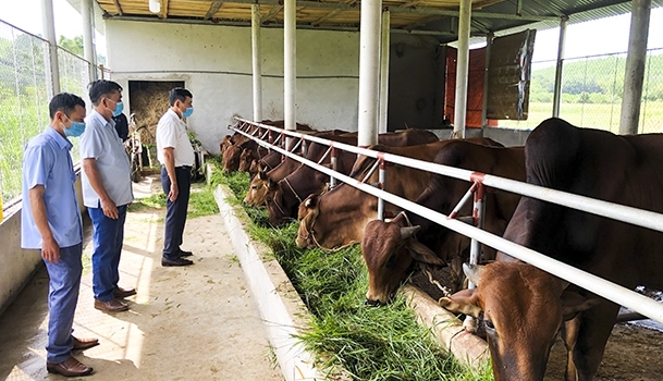 Hà Tĩnh: Chi hội trưởng 8X là triệu phú nông dân, có biệt tài nuôi bò vỗ béo giúp bà con thôn xóm làm giàu - Ảnh 3.