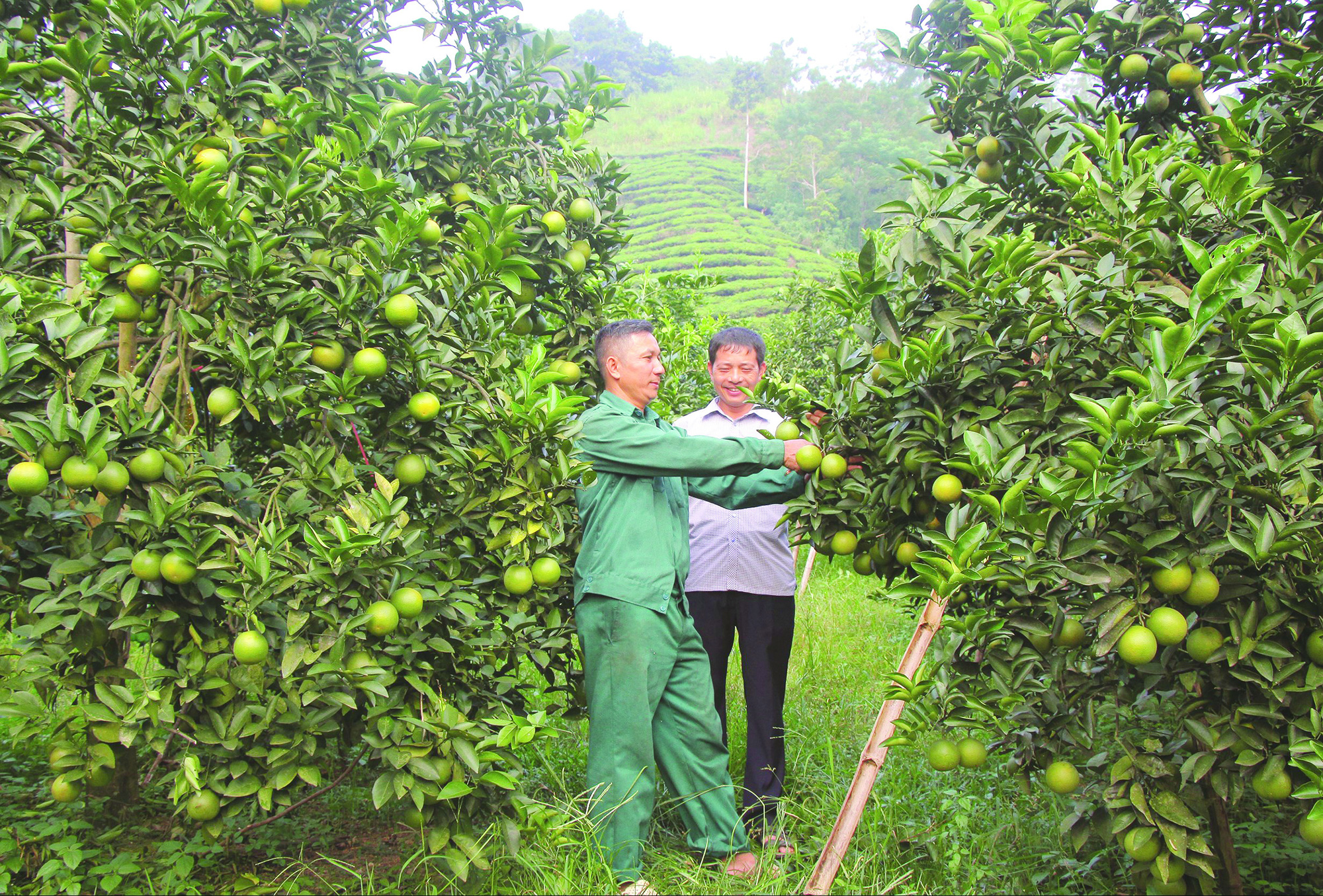 Hà Giang: Đẩy mạnh vai trò hội viên nông dân  trong xây dựng nông thôn mới - Ảnh 1.