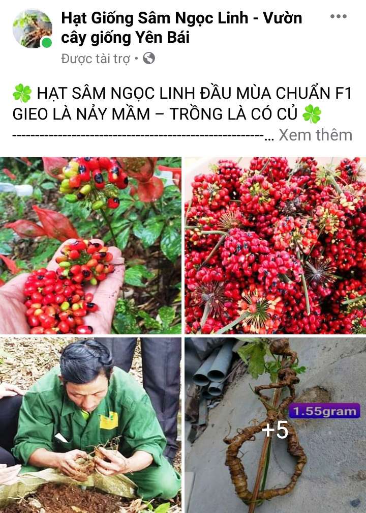 Kon Tum: Mua bán hạt giống cây sâm quốc bảo tiền tỷ &quot;loạn xì ngầu&quot; trên mạng, thực hư thế nào? - Ảnh 2.