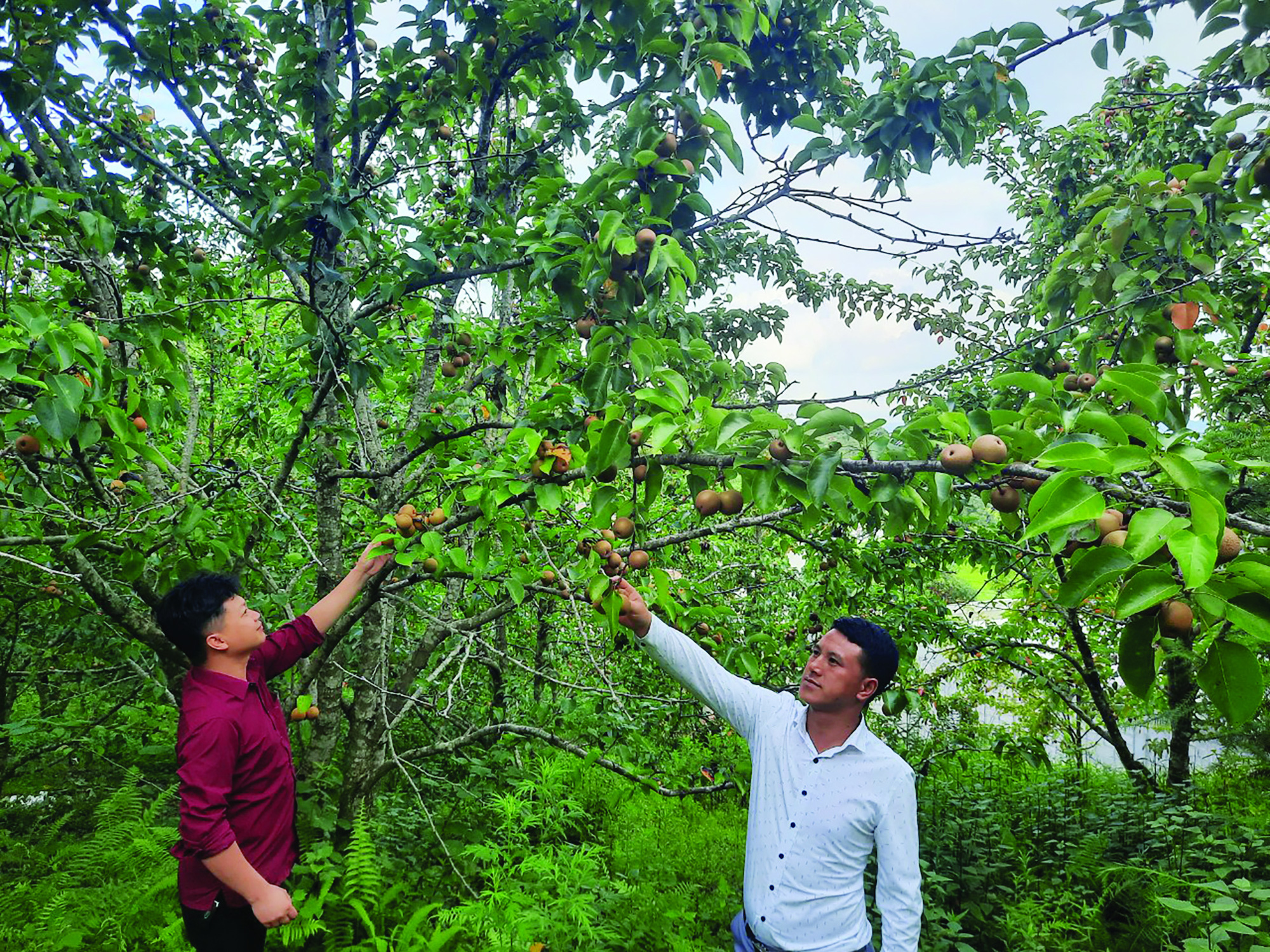 Cải tạo vườn tạp gắn với XDNTM Hội Làm vườn tỉnh Hà Giang đưa Nghị quyết  Đảng vào cuộc sống