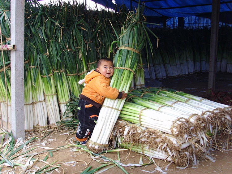 Chiêm ngưỡng những cây hành lá &quot;đột biến&quot;, cao hơn 2 mét  - Ảnh 4.