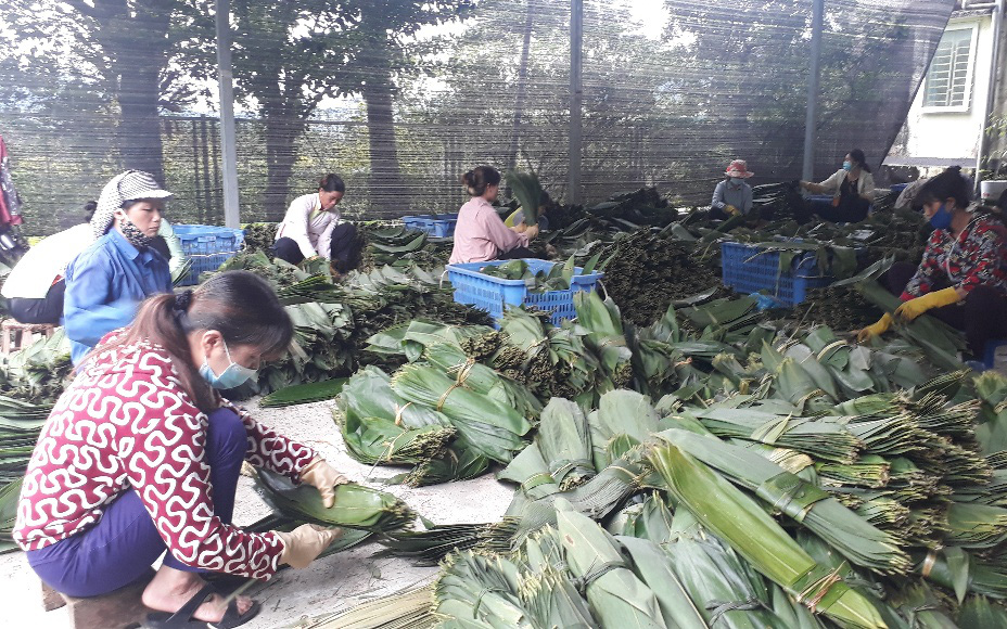 Chuyện hơi lạ ở Lai Châu: Lên rừng nhặt lá tre đem bán ra nước ngoài thu về mỗi tháng hàng ngàn đô la
