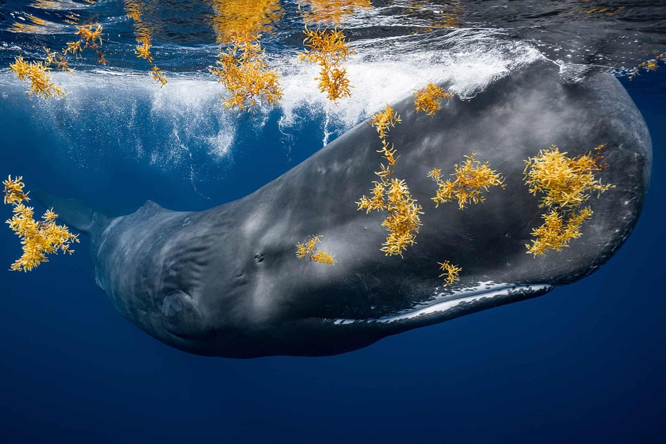 Thế giới dưới nước trong loạt ảnh đại dương đẹp nhất năm - Ảnh 4.