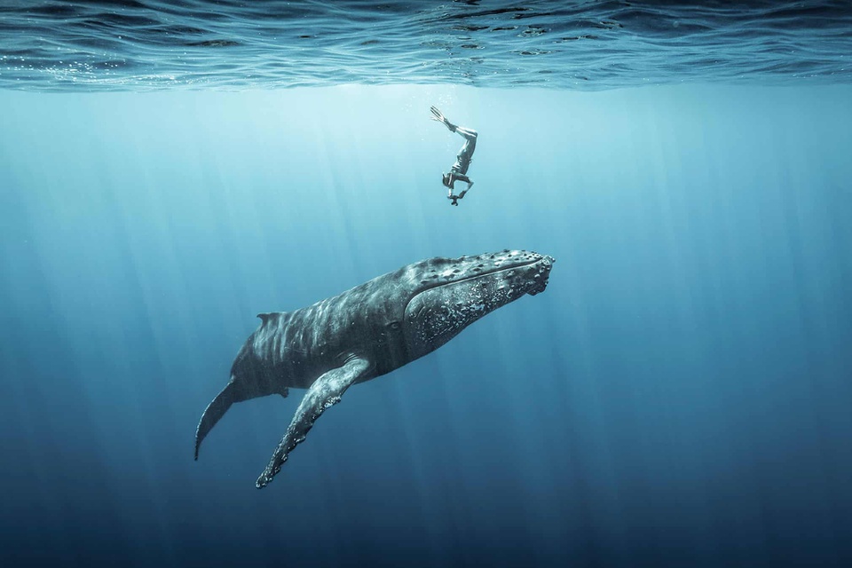 Thế giới dưới nước trong loạt ảnh đại dương đẹp nhất năm - Ảnh 7.