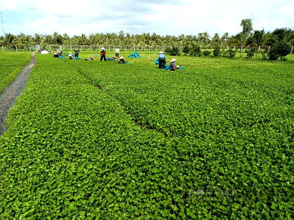 Tiền Giang: Loại rau “thần tài” của nông dân, giờ giá rẻ bèo “nhảy” loạn xạ, phải cắt bỏ hàng loạt - Ảnh 1.