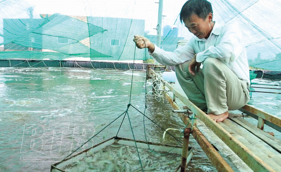 Thái Bình: Nuôi tôm công nghệ cao trong nhà lưới, ông nông dân nuôi đâu trúng đó, nhiều người muốn đến xem - Ảnh 1.