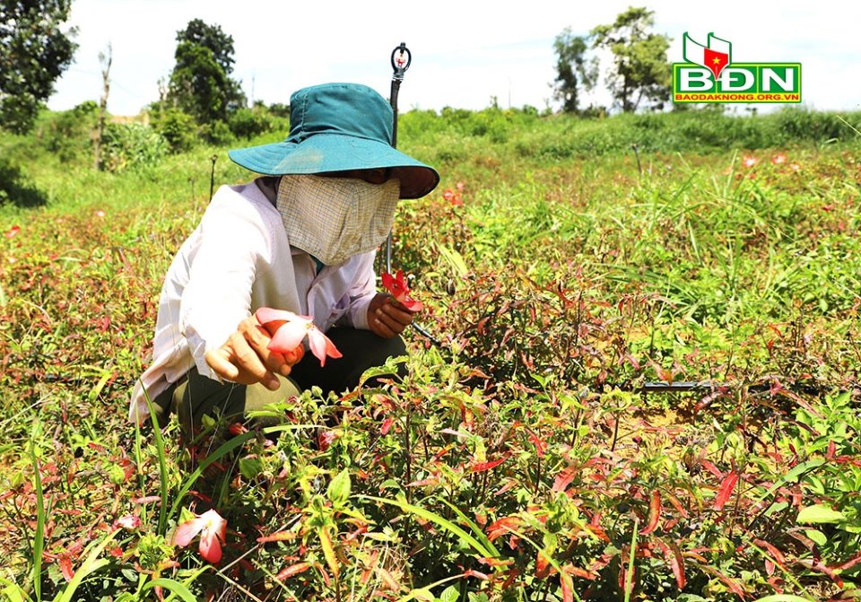 Đắk Nông: Trồng sâm lạ, cây dược liệu lạ-vì sao ngành chức năng lại cảnh báo? - Ảnh 1.