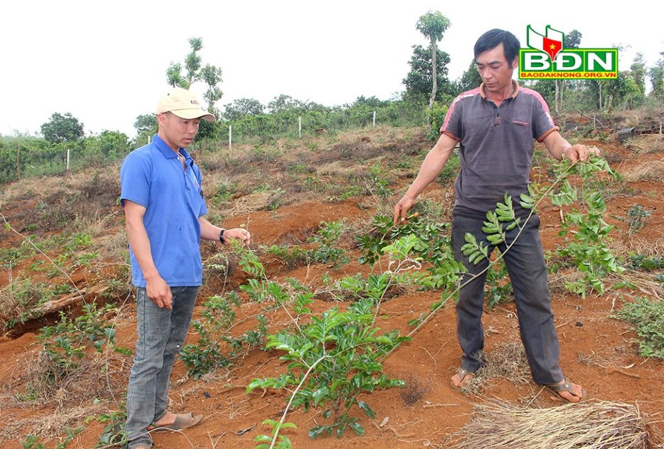 Đắk Nông: Trồng sâm lạ, cây dược liệu lạ-vì sao ngành chức năng lại cảnh báo? - Ảnh 3.