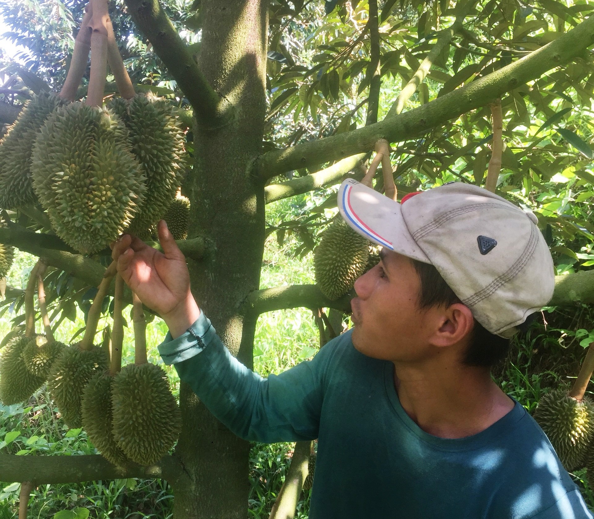     Khánh Hòa: Tỷ phú sầu riêng của miền núi Khánh Sơn - Ảnh 1.