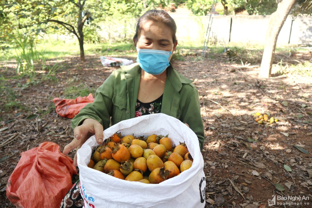 Nghệ An: Hồng cậy, hồng gáo là loại hồng đặc sản gì mà năm nay vừa được mùa lại được giá? - Ảnh 3.