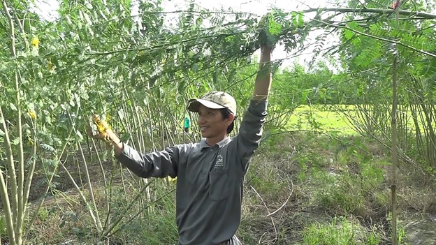 An Giang: Trồng cây điên điển tưởng chơi chơi, ai ngờ mỗi ngày hái bông bán cũng có mấy trăm ngàn đồng - Ảnh 1.