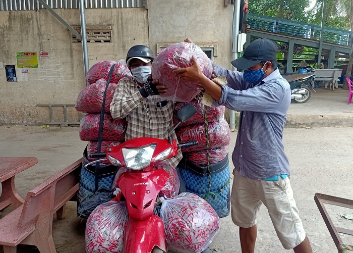 An Giang: Thứ trái ăn cay xé lưỡi tăng giá, nông dân mừng vì dịch Covid-19 như thế vẫn có người mua - Ảnh 1.